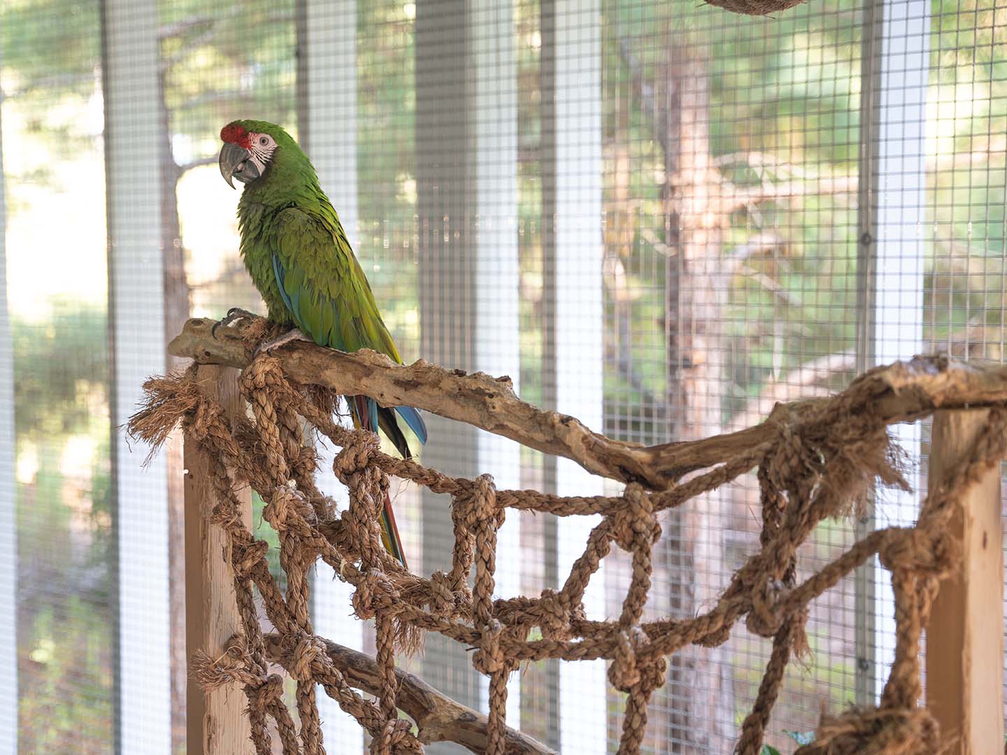 Exotic Enclosures in Bastrop Texas