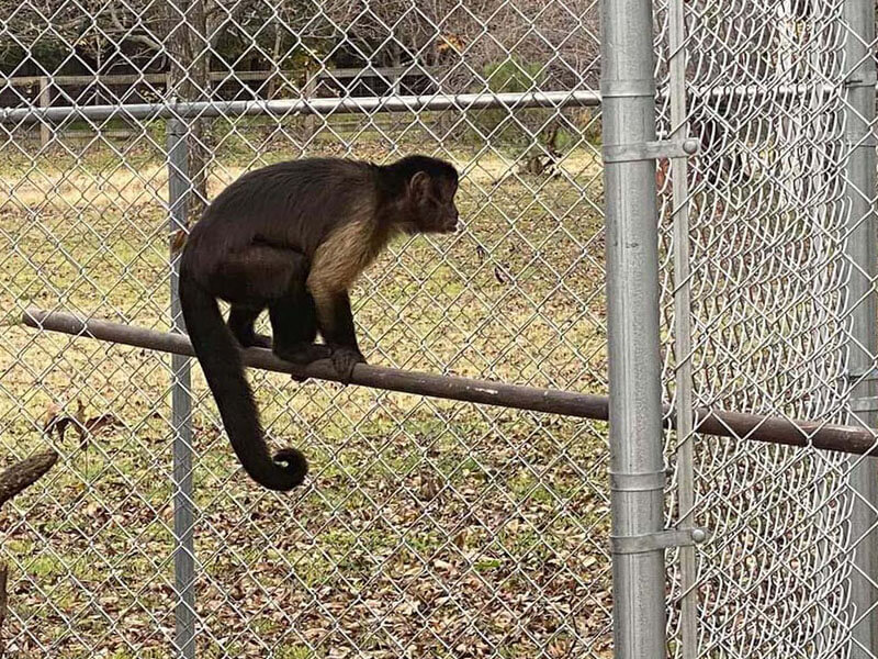 Exotic Enclosures in Bastrop Texas