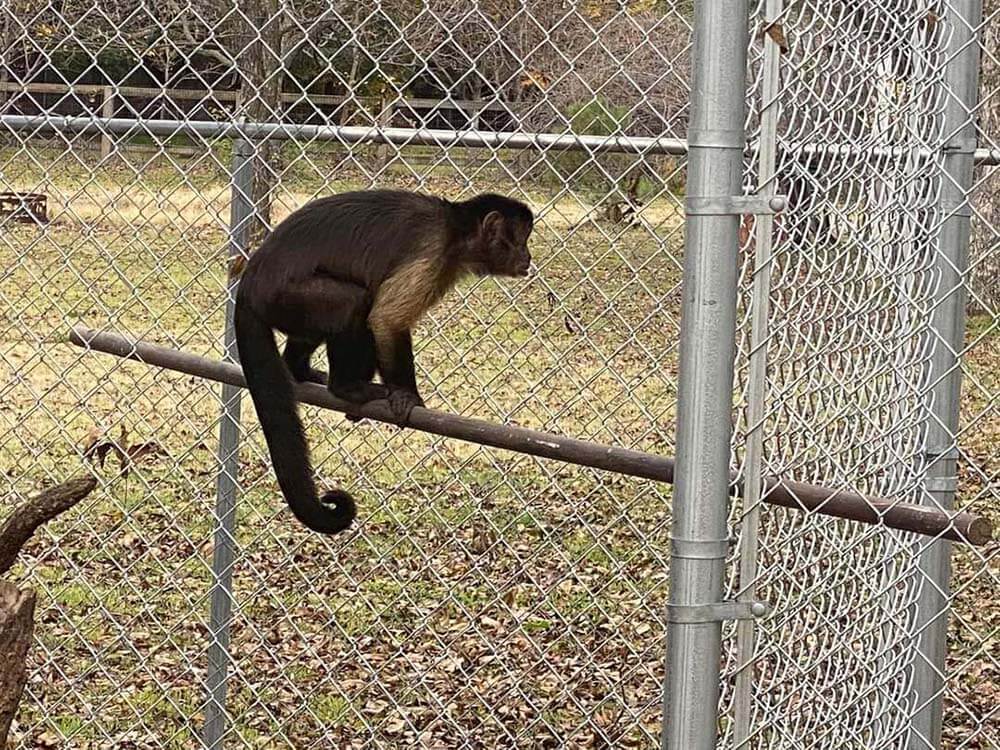 Chain Link Fence in Central Texas